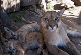 Veterinary Medicine & <br /> Animal Care Veterinary Medicine & Animal Care
