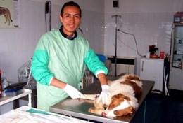 Veterinary Medicine & <br /> Animal Care Veterinary Medicine & Animal Care