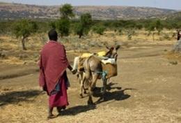 Culture & Community A local Maasai person leads a donkey transporting goods through the community in Tanzania where we have our volunteer cultural immersion project.