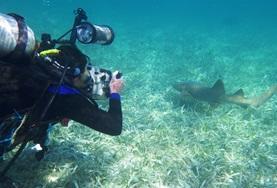 Belize A Conservation volunteer monitors marine life during a survey dive in Belize in the Caribbean.