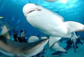 Fiji Conservation volunteers observe a group of sharks during a survey dive in Fiji.