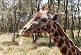 Kenya A giraffe, one of the species our Conservation volunteers are working to protect in the African savannahs of Kenya.