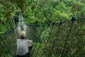 Peru A volunteer sits on a tree canopy walkway during a wildlife survey at our Conservation placement in the Amazon, Peru.