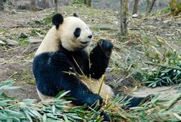 China Care & Panda High School Project volunteers work with panda bears at a conservation centre in China.
