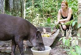 Peru A Conservation High School Project volunteer helps with rehabilitating a rescued tapir at our placement in Peru.