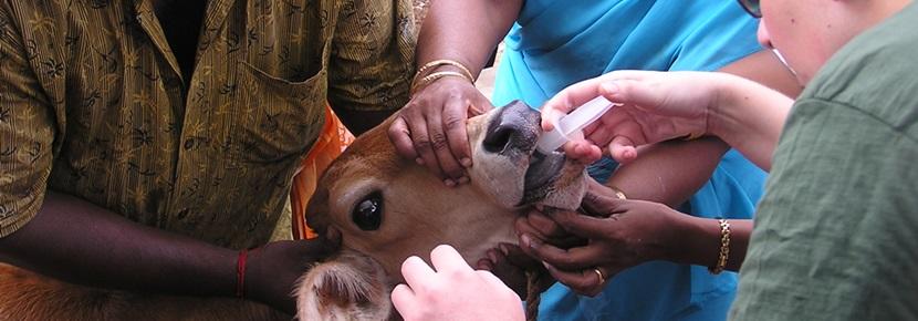 Veterinary volunteer treats a domestic cow in India Projects Abroad Veterinary volunteer treats a domestic cow in India