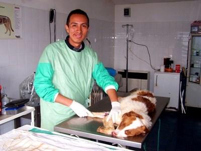 Volunteer Veterinary Medicine projects in Romania Volunteer Veterinary Medicine projects in Romania