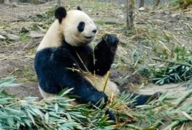 Veterinary Medicine & <br /> Animal Care A giant panda eating bamboo shoots at the conservation and research centre where we run our volunteer Animal Care project in China.
