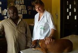 Veterinary Medicine & <br /> Animal Care A Veterinary Medicine volunteer comforts a dog before an operation at a local veterinary clinic in Ghana.